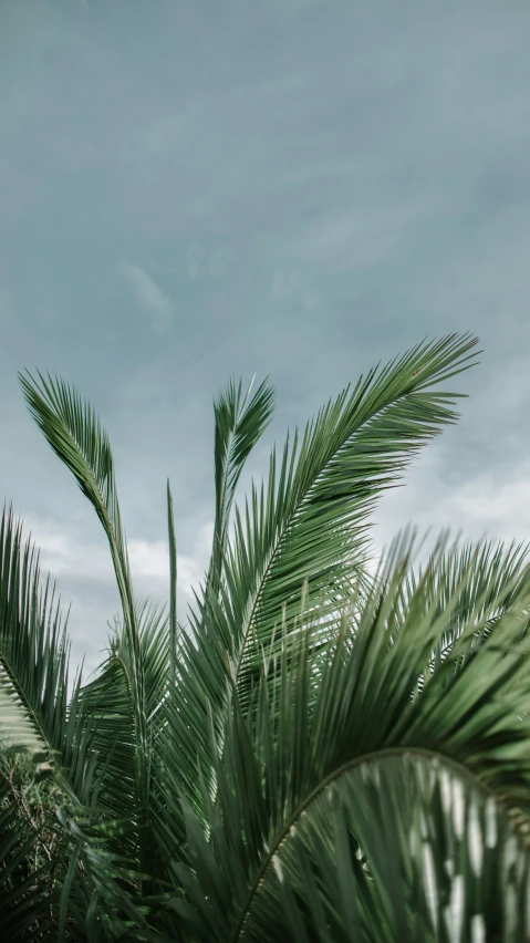 palm leaves and blue sky against a cloudy day