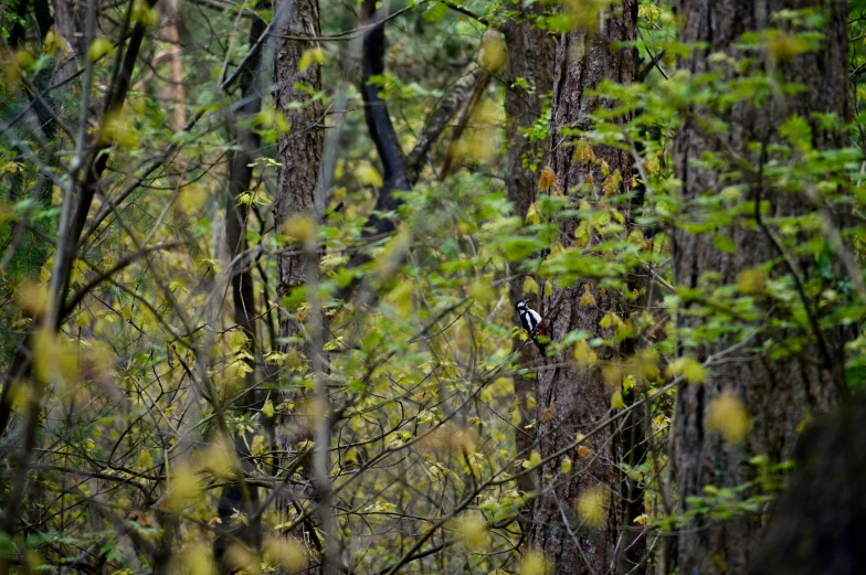 there is a small bird on the tree