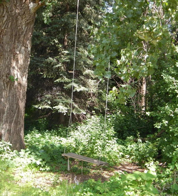 a small wooden bench sitting under a tree