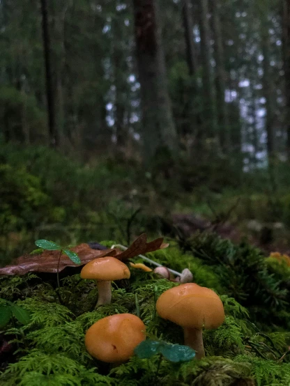 two orange mushrooms in the woods near some green moss