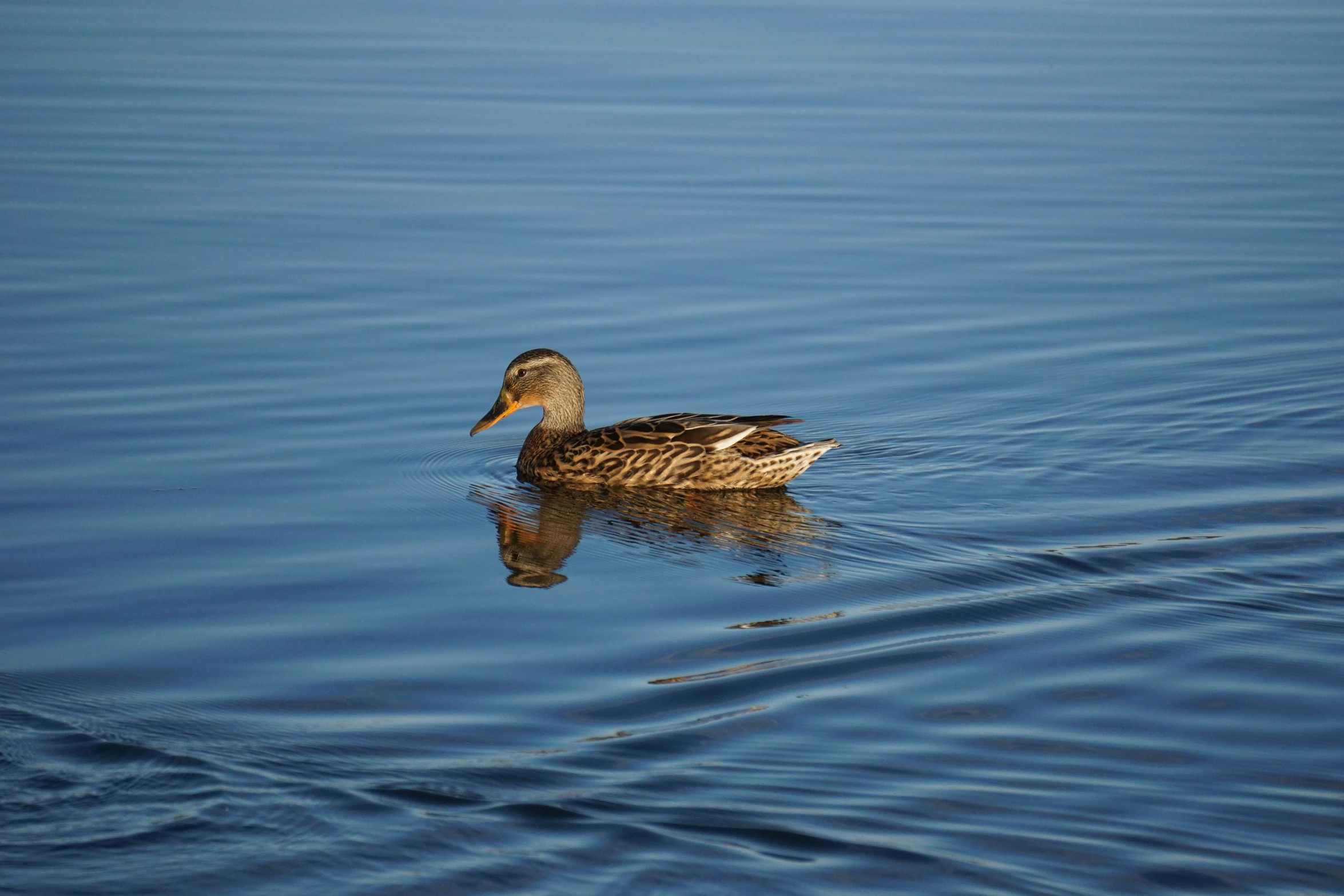 a duck floating on top of the water