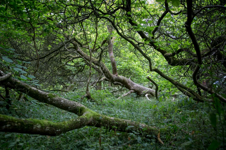 there is a group of trees that are standing in the woods