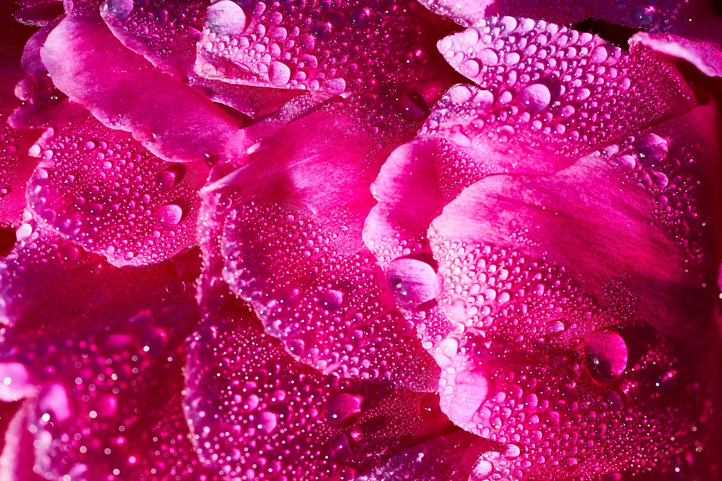 purple petals have raindrops on them