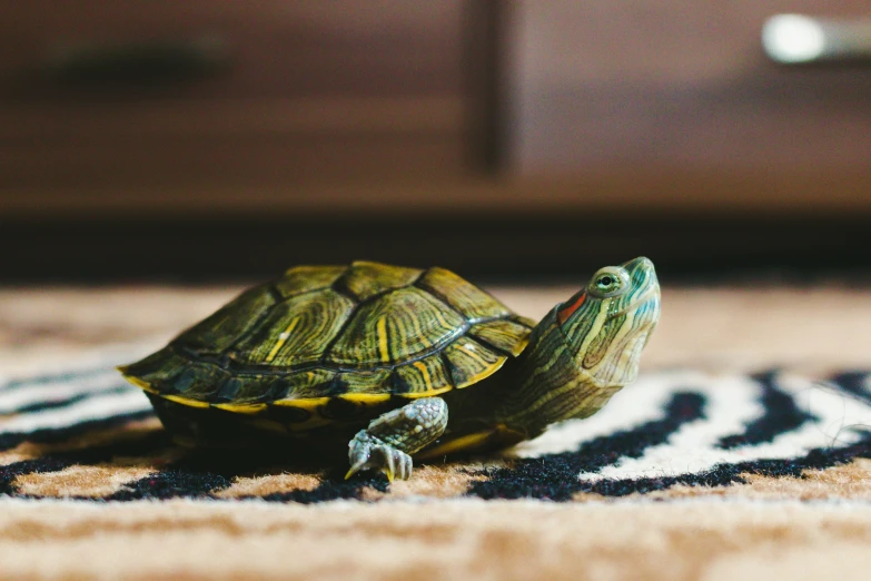 a turtle sitting on top of a black and white rug