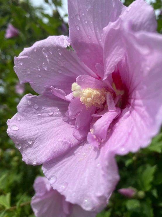 a flower with drops of water on it