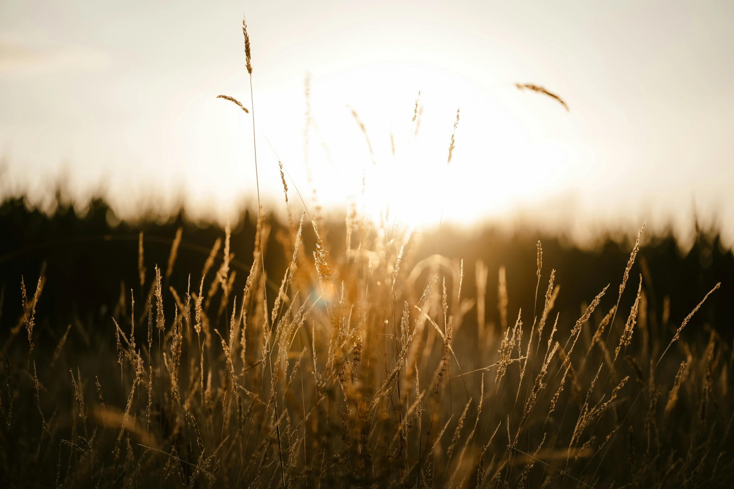 tall grass at sunset with the sun in the background