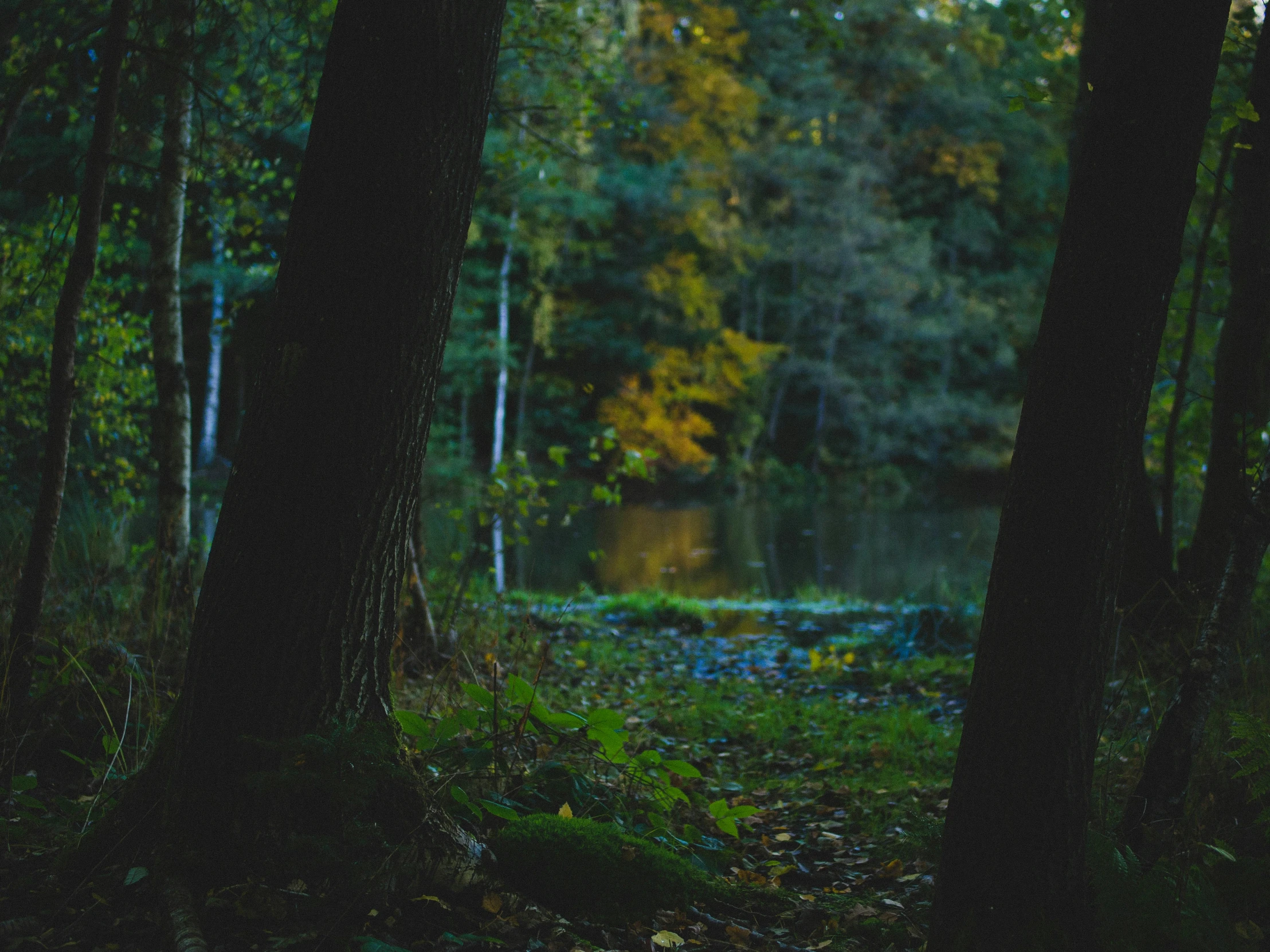 a dark woods with a small pond at the end