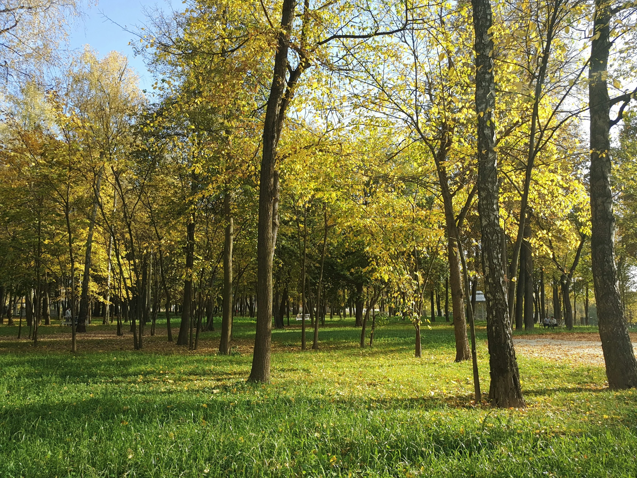 the green and yellow grass in a field