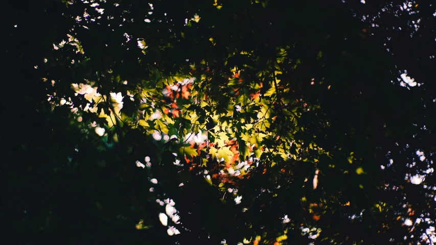 sunlight shines through the leaves on a tree