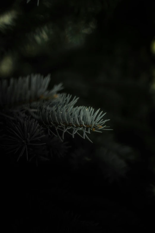 pine tree needles in dark and dim lighting