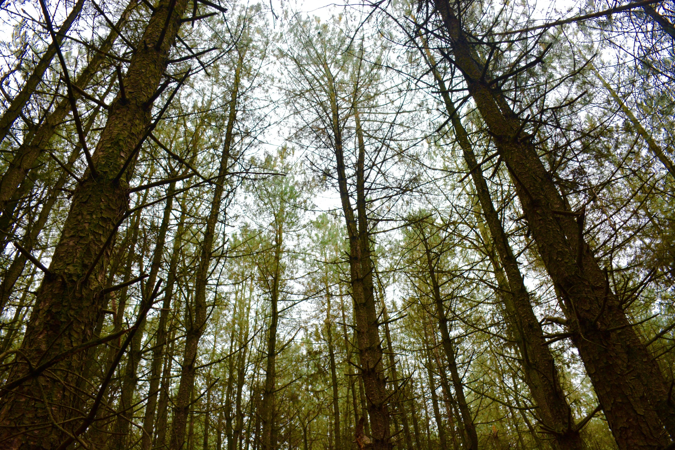 this po has an incredible amount of tall pine trees