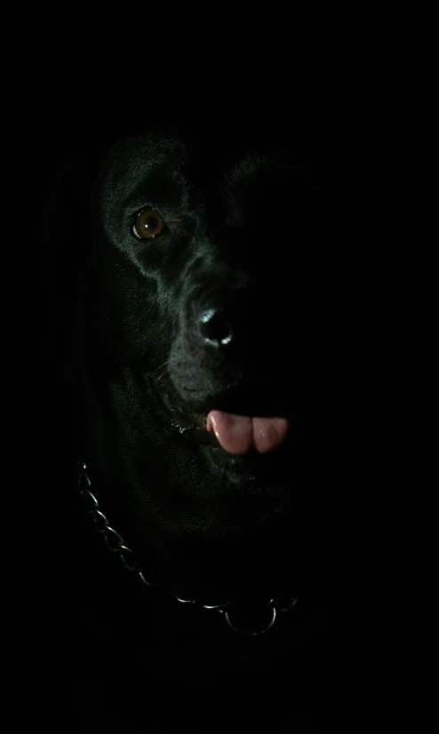 a black dog in the dark looking off to his left