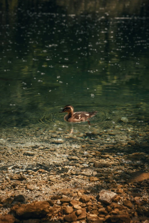a brown duck floating in water next to rocks