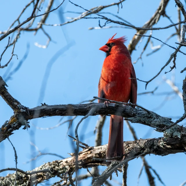 there is a red bird sitting on a nch