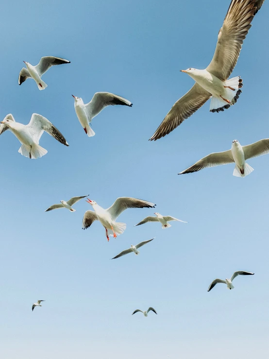 a flock of seagulls in flight, some with spread wings