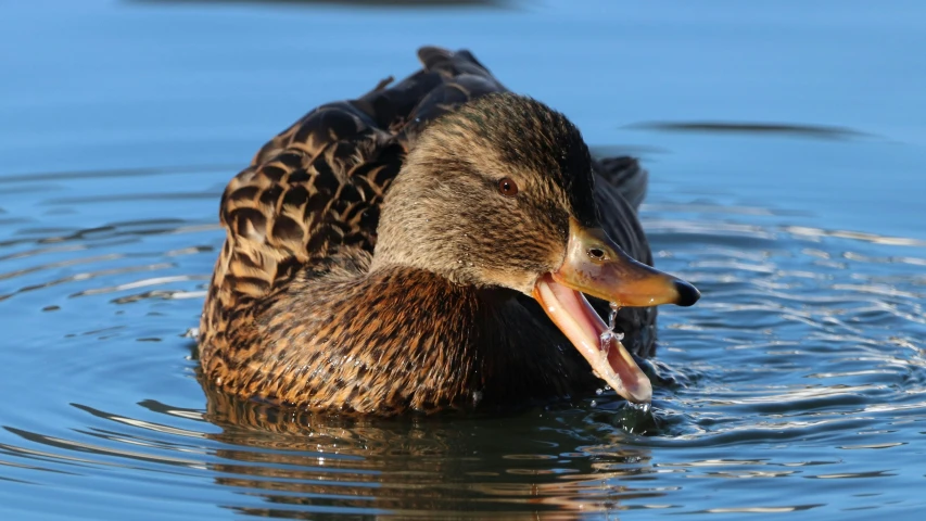 a duck is swimming on a body of water