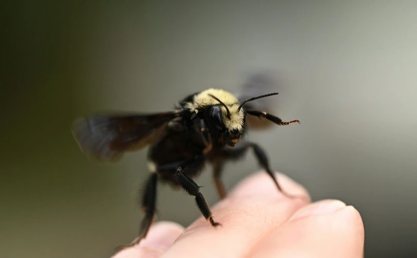 a yellow and black bee is hovering from a persons hand