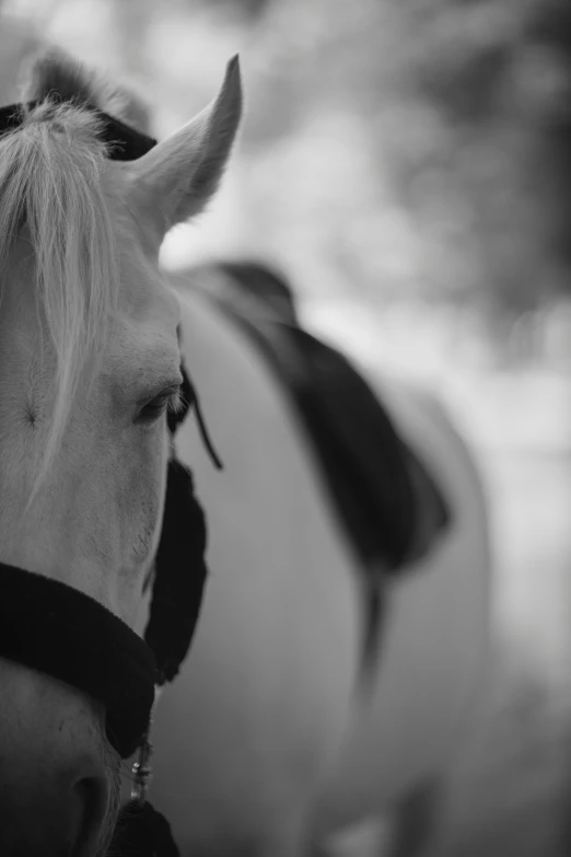 a black and white po of a horse