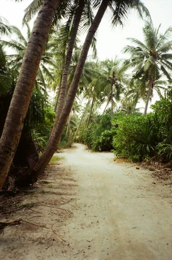 a dirt road with some palm trees lining the sides