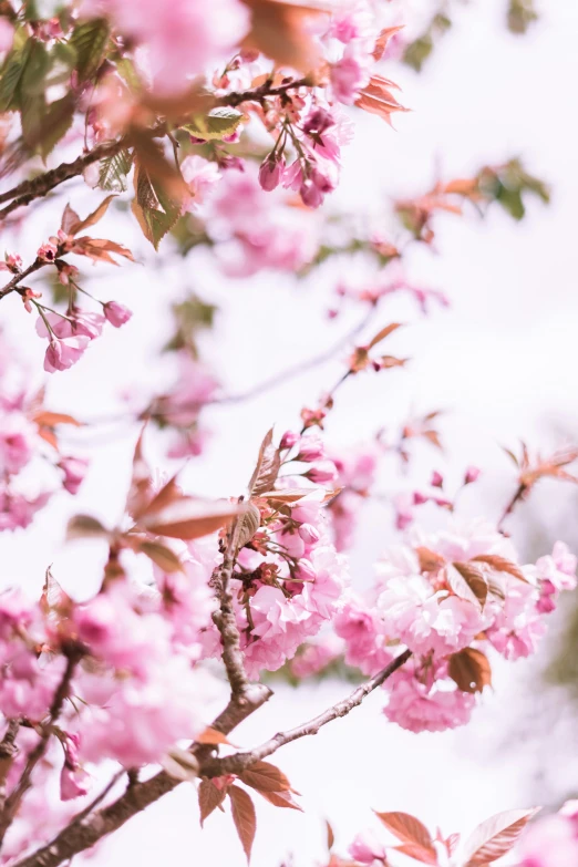 a beautiful scene in the day, with a close up of some pink flowers on a tree