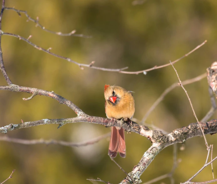 a red bird perched on a tree nch with another behind it