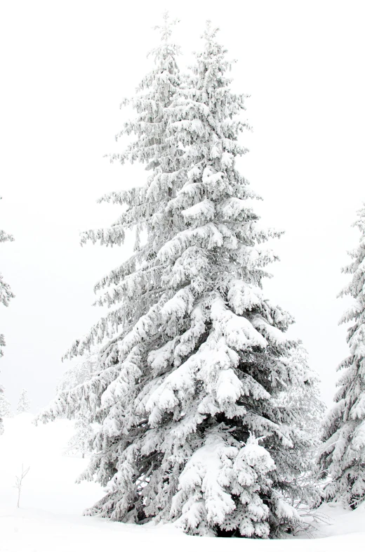 the man is skiing in the snowy woods