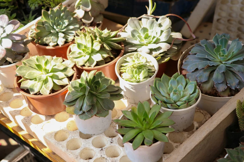 several small pots with cactus's in them on a tray