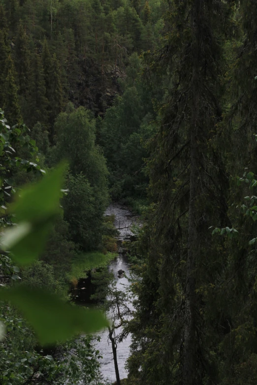 a river in the woods with trees surrounding it