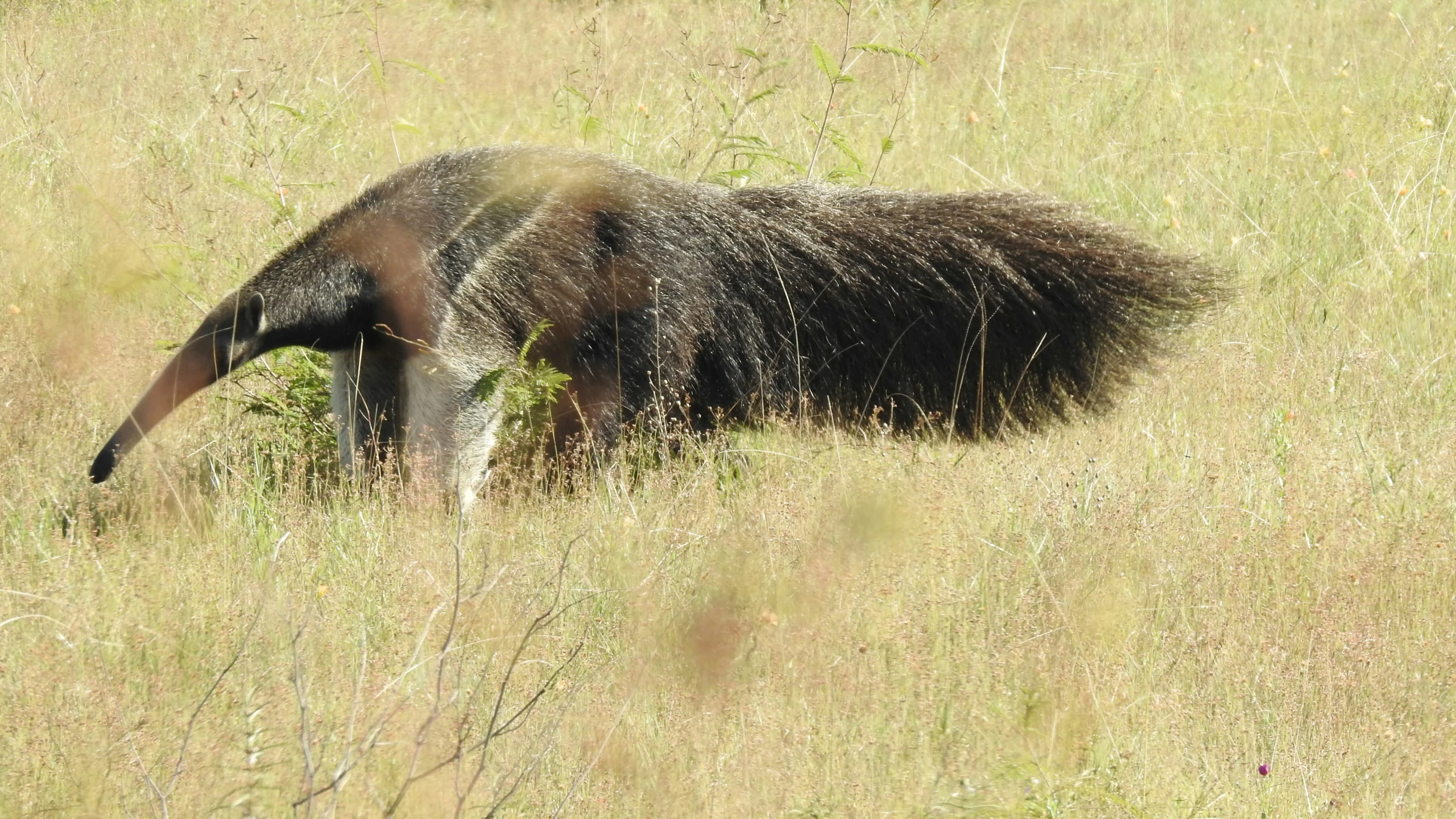 there is an elephant that is in the tall grass