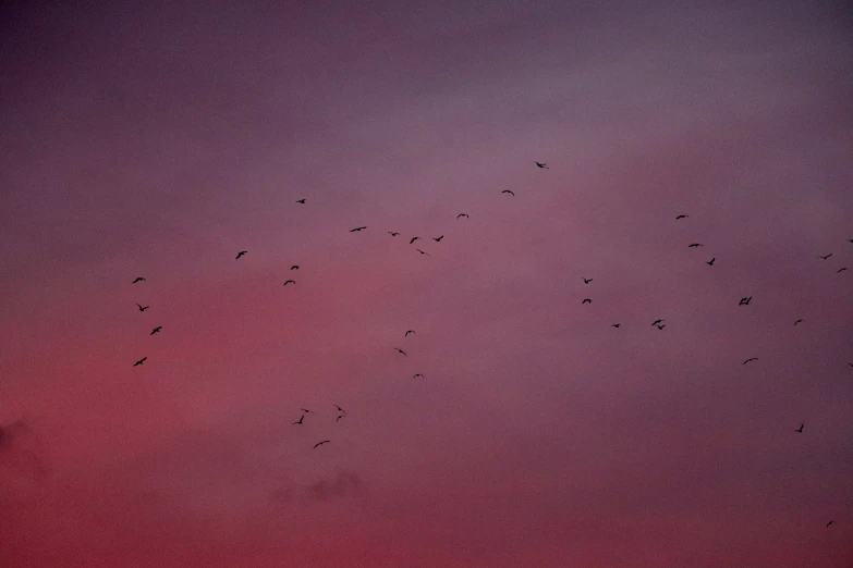 birds flying in the sky with a pink hue
