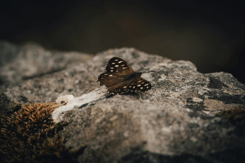 a black and white erfly on the rocks