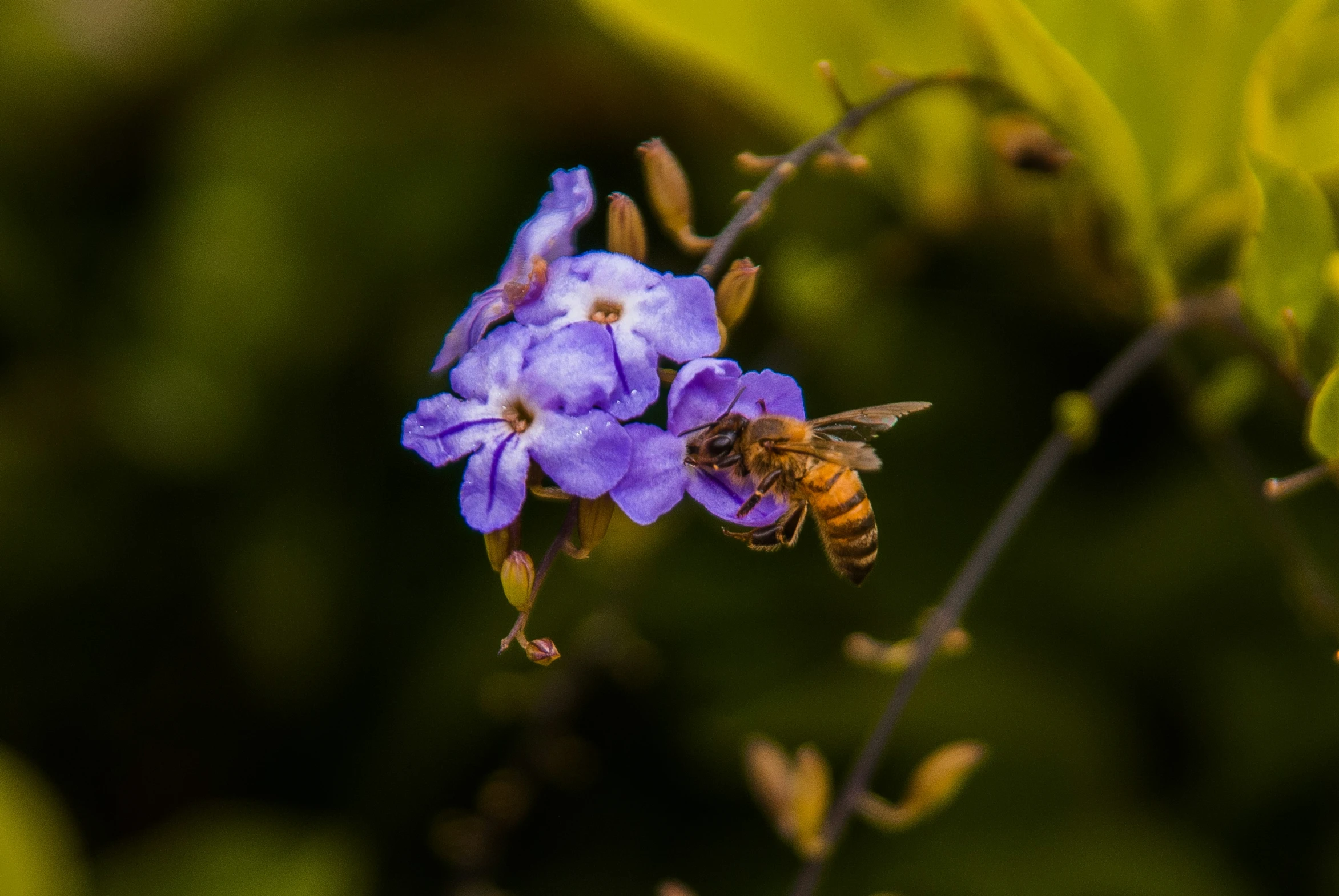 a bee on top of a blue flower in a field