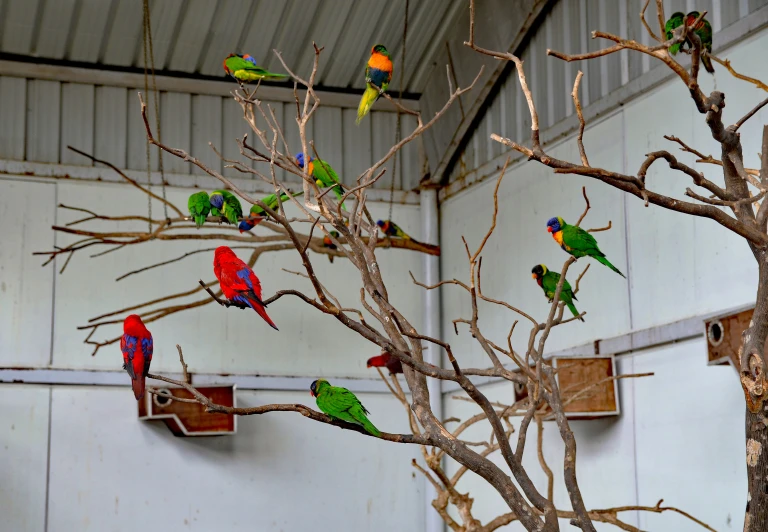 several birds that are perched on small nches