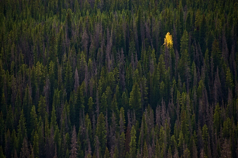 a tree is surrounded by trees and other vegetation