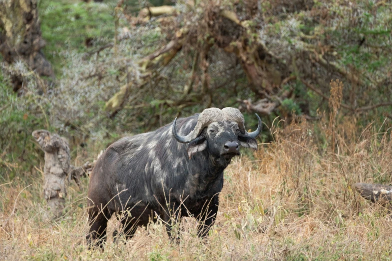 an animal that is standing in the grass