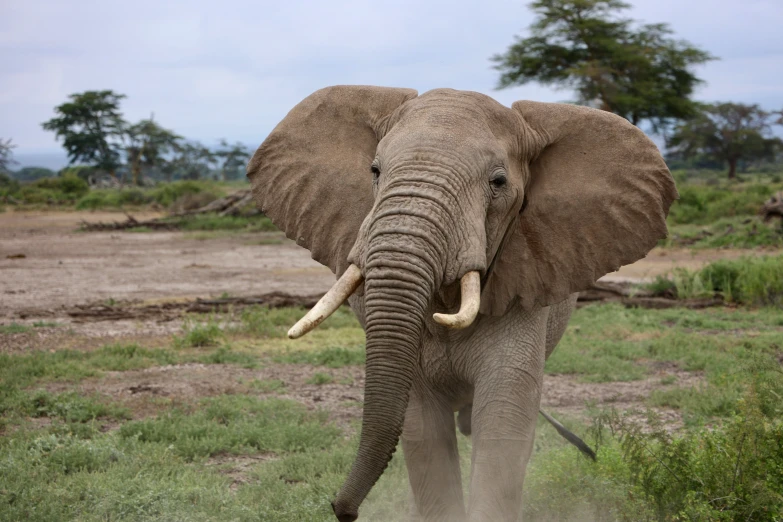 an elephant with large tusks on a dirt and grass field