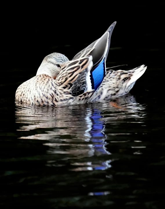 a bird is laying on its back in the water