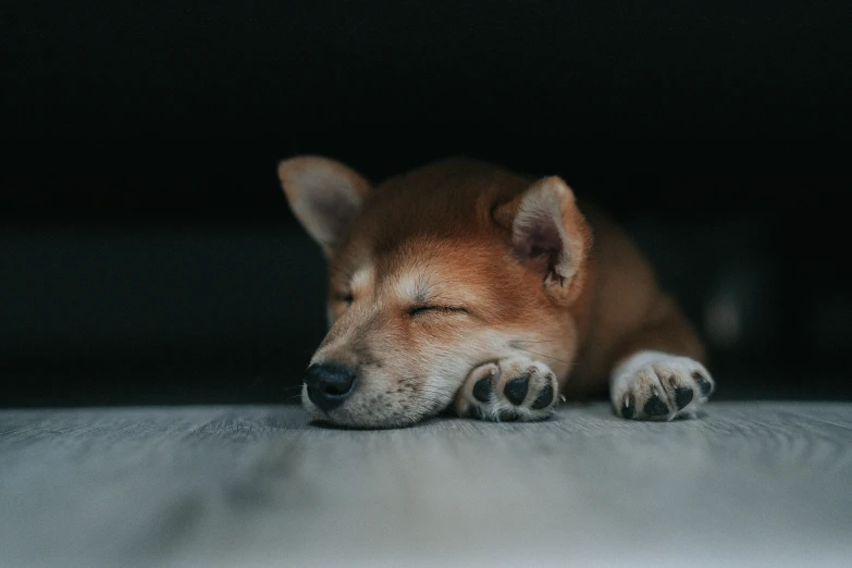 there is a closeup of the face and head of a dog