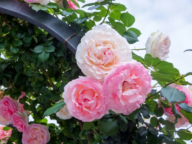 pink roses blooming in the green leaves and on a metal pole