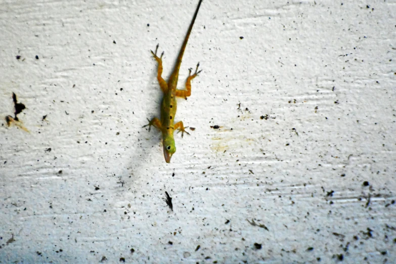 a lizard that is walking on some concrete