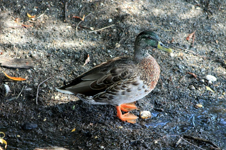 a bird standing on top of a dirt and grass field