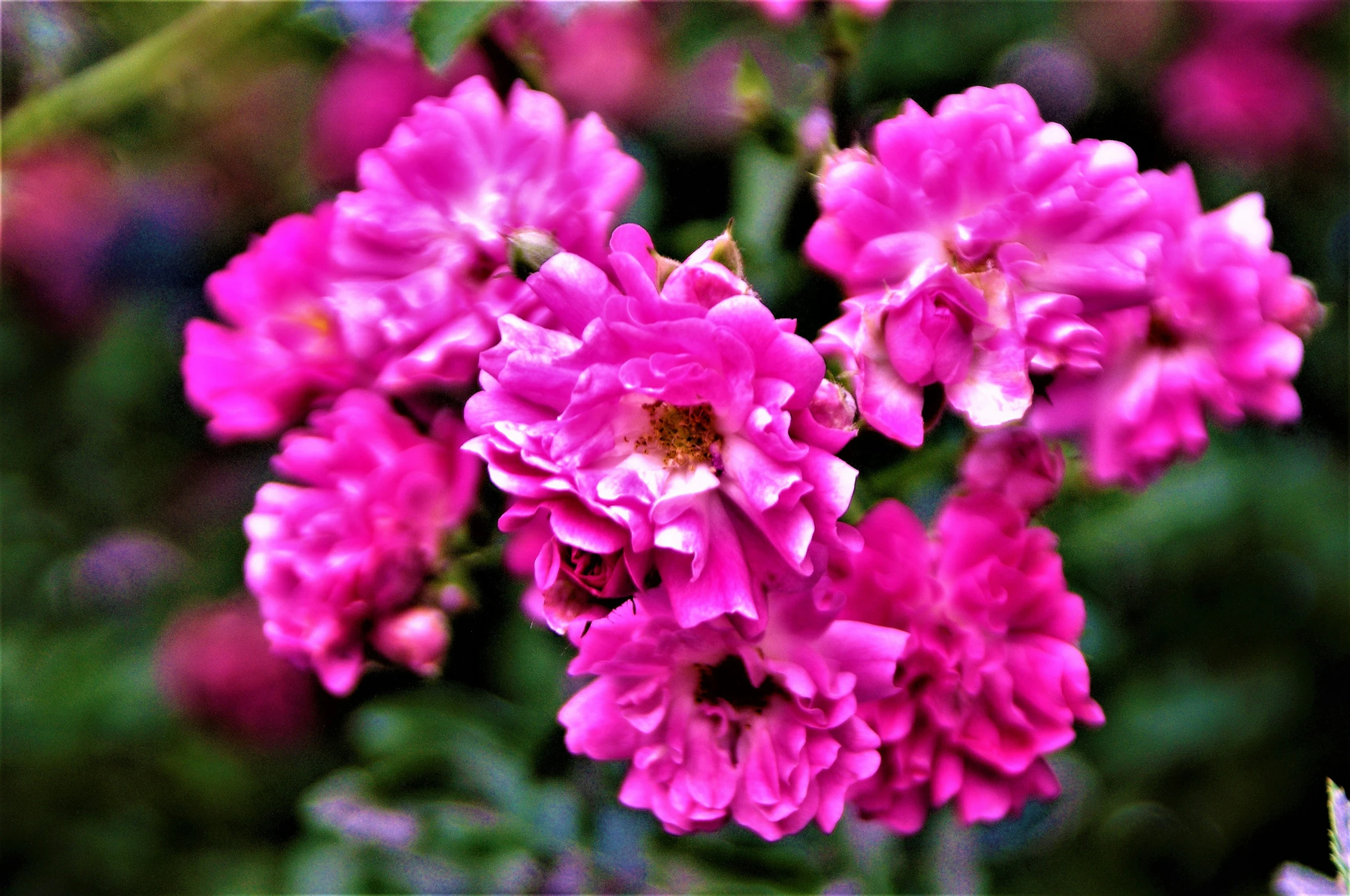 closeup of several pink flowers and green leaves