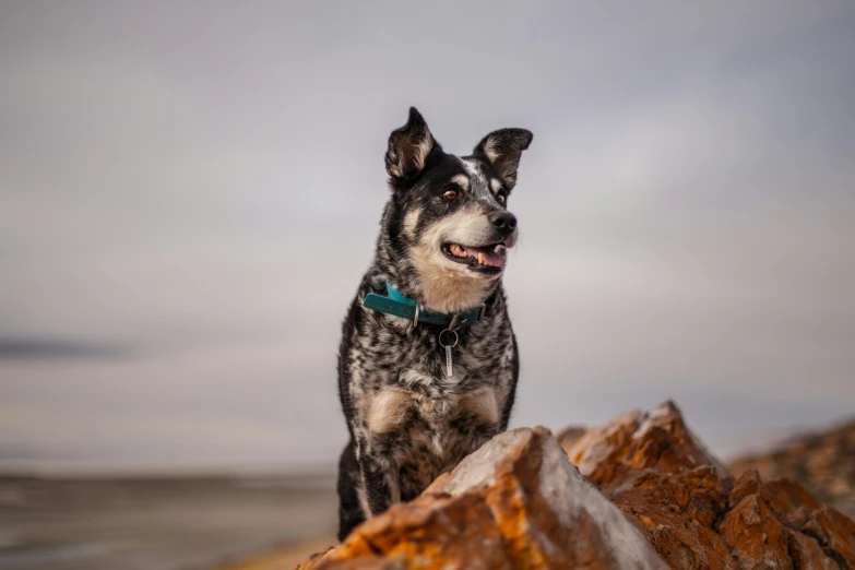 an adorable dog standing on top of a rock near the ocean