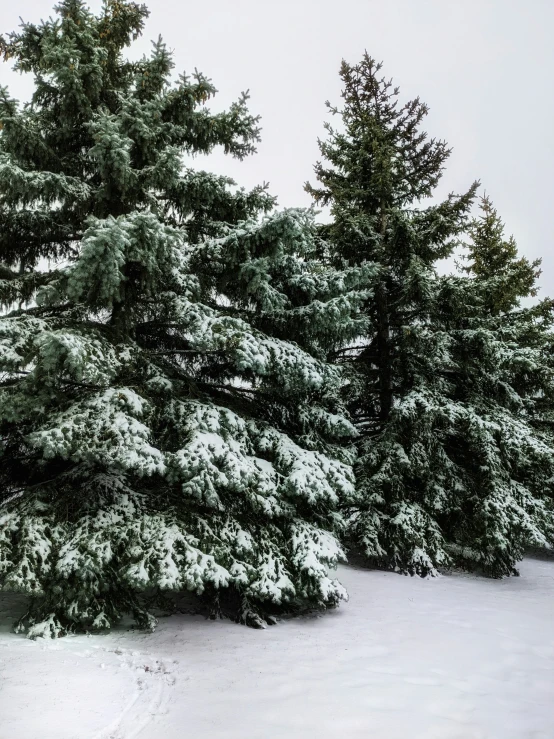 a picture of some snow covered trees