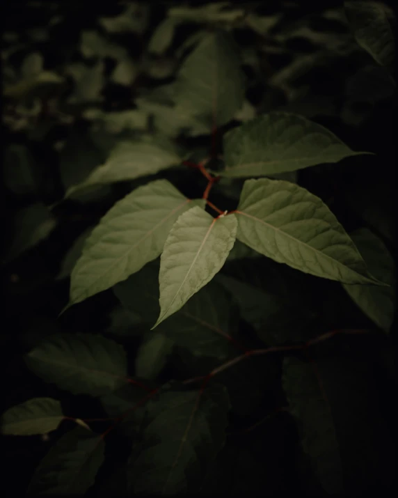 the leaves are green and red in color