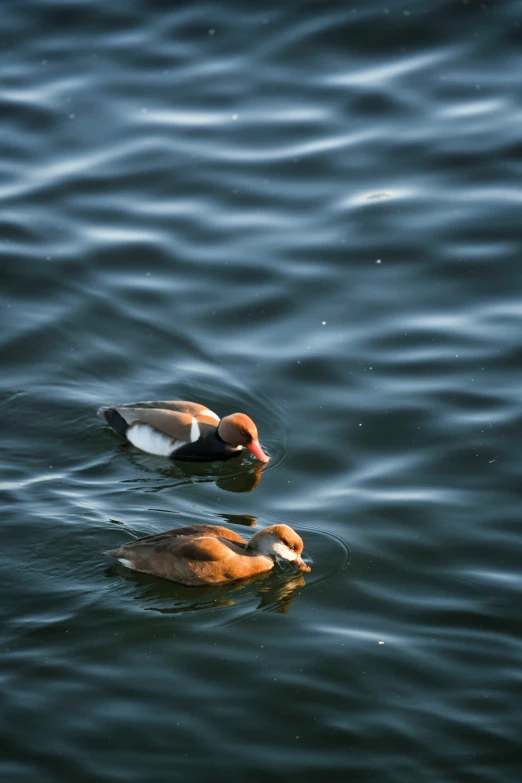 two ducks swimming side by side on a lake