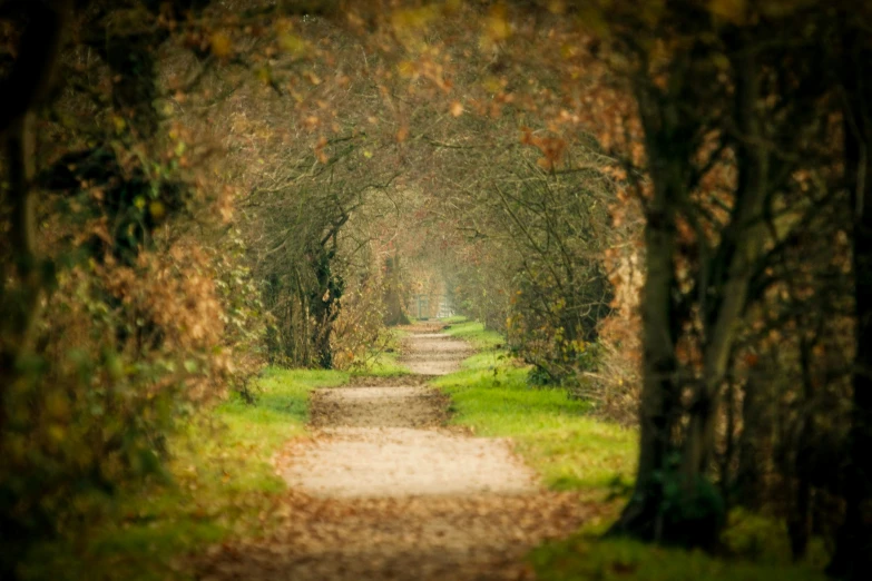 a pathway going through some tall trees in the middle of the woods