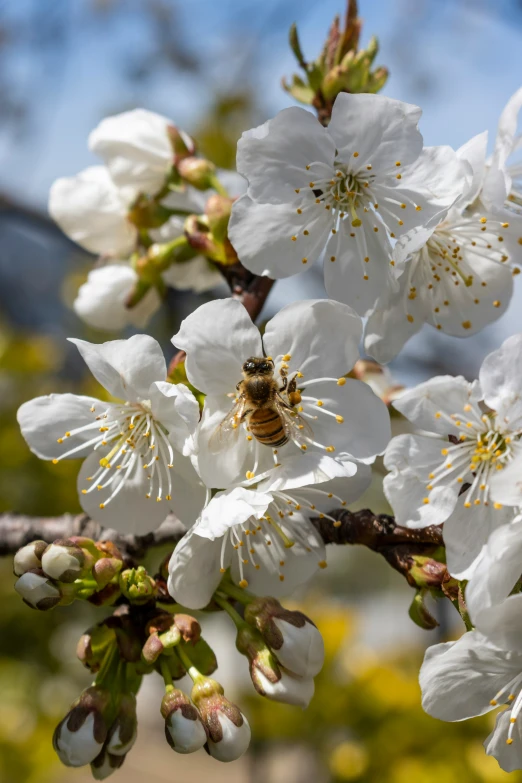 a bee is on a flower in a tree