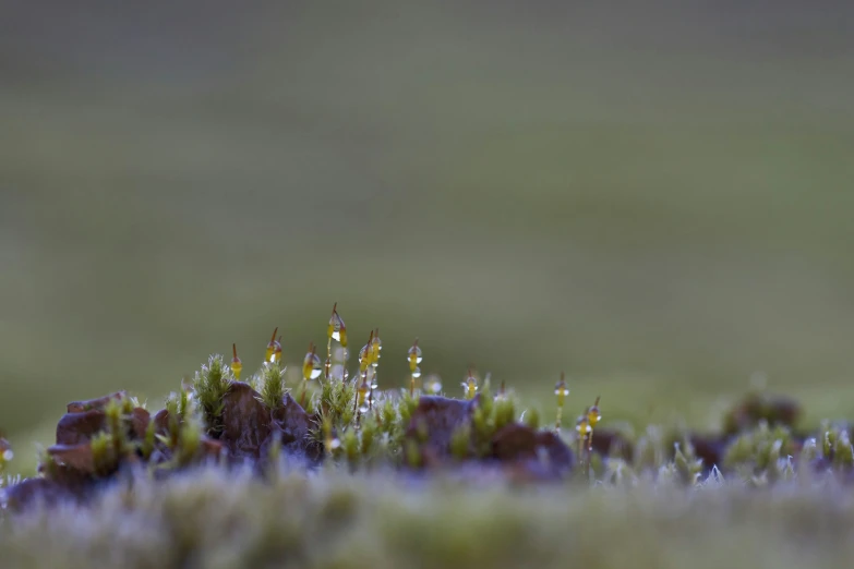 a bunch of tiny plants that are in the dirt