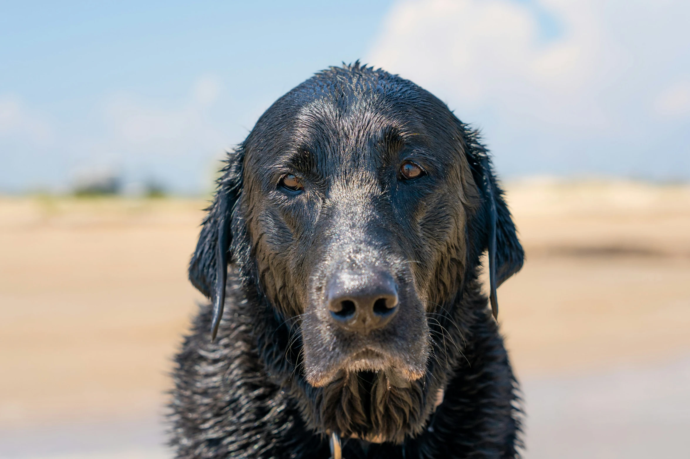 the wet black dog with brown eyes has some wet hair